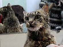 Кошке Матроске поставили памятник