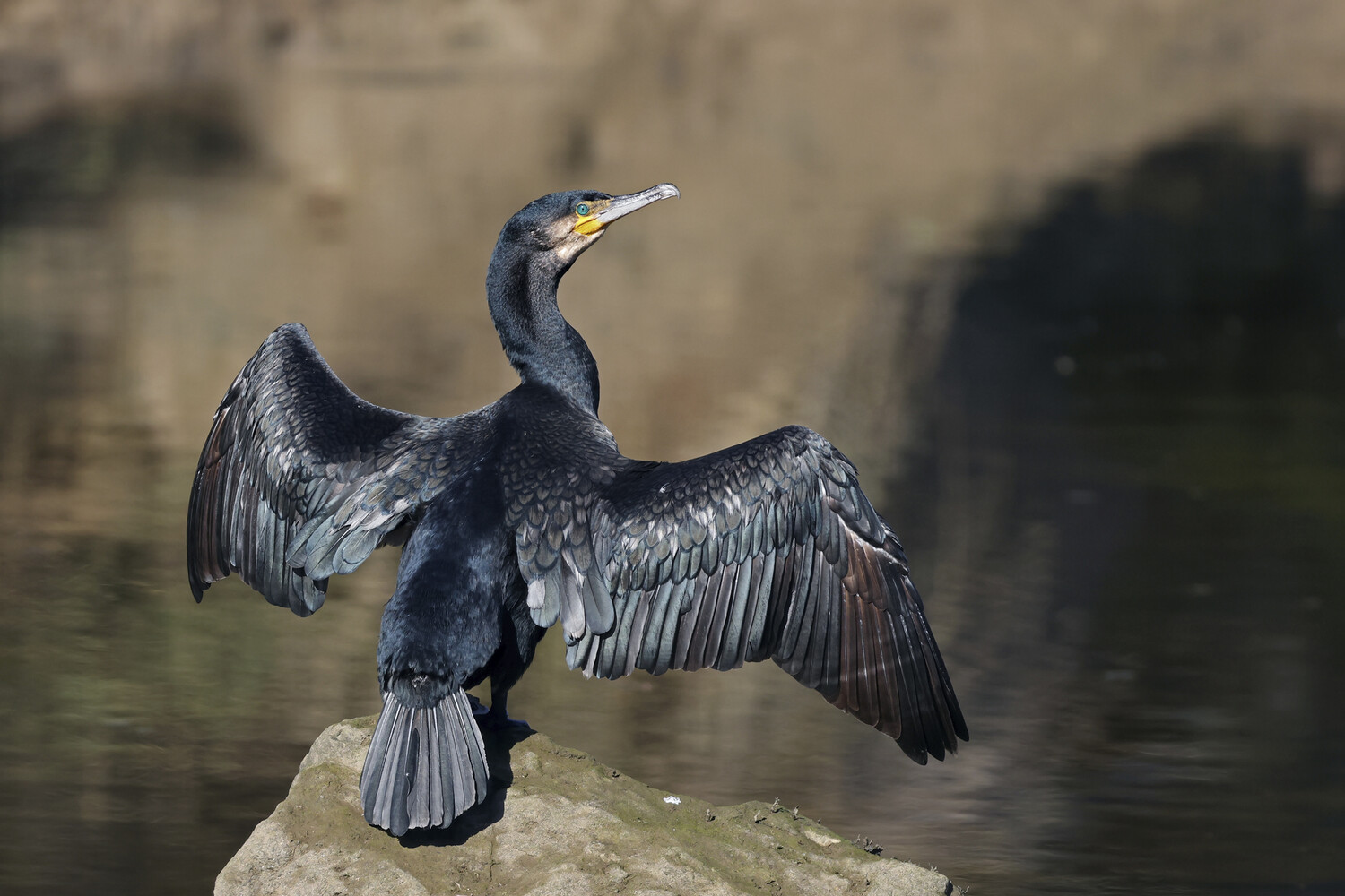 Глава Бурятии Цыденов поручил хоть беспилотниками гонять бакланов