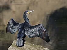 «Хоть беспилотниками гонять»: глава Бурятии — о кардинальных мерах против бакланов