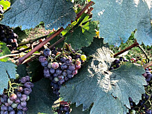 К сбору урожая винограда для винных заводов приступили в Армении