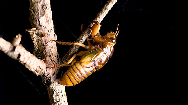 Цикад сделали киборгами-громкоговорителями — видео