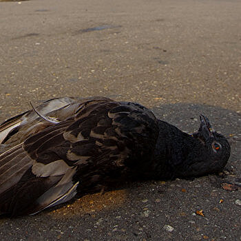 Посетитель мэрии Бердянска провел ритуал с телами погибших птиц - ВИДЕО