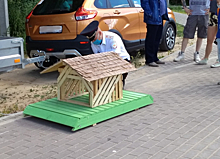 Фото дня: нижегородские полицейские смастерили дом для семьи уток в Борском районе