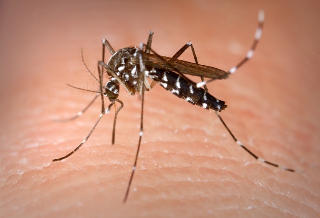 Зачем комары пьют человеческую кровь - Рамблер/субботний