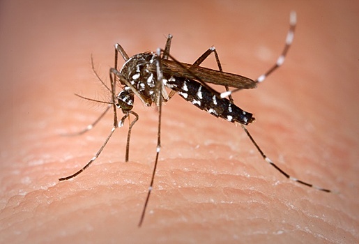 Зачем комары пьют человеческую кровь