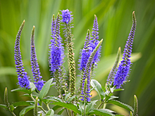 На природе: в Северной Осетии этнографический диктант написали в горах