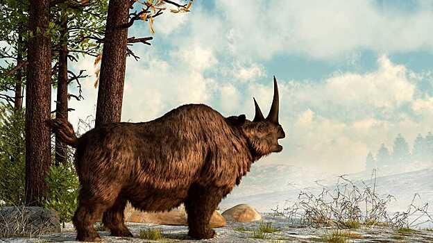 Шерстистые носороги отрастили пару дополнительных ребер перед вымиранием