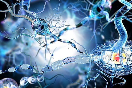 Можно ли на самом деле восстановить нервные клетки