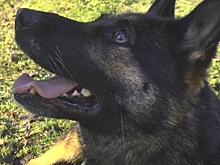 Калининградские кинологи ищут новых хозяев для служебной собаки по кличке Темпра