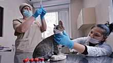 Ветаптеки сообщают о дефиците вакцин для кошек и собак