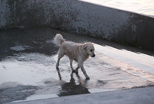 Экстраординарная ситуация. В Омской области насчитали 22 тысячи бездомных собак - некоторых разрешат ...