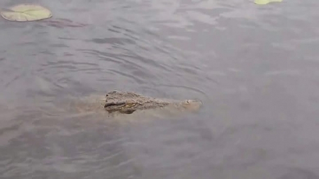 В Астрахань «приплыл» крокодил из Приморья и напугал астраханцев