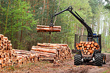 В России снизились цены на строительную древесину
