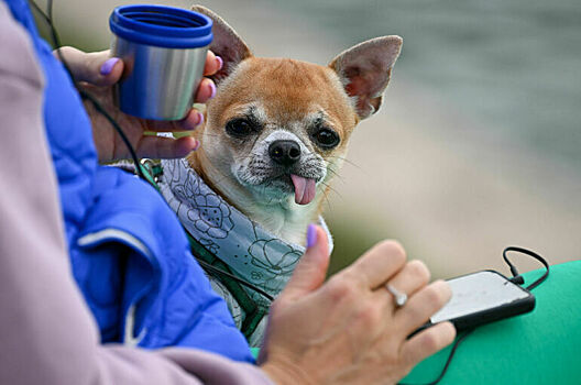 Потерявшихся собак и кошек найдут по чипу