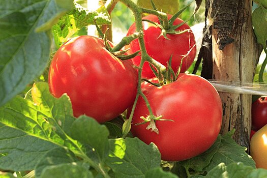 Генетики вернули томатам утраченный вкус и аромат