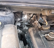 В Челябинске под капотом авто случайно обнаружили спящего котенка