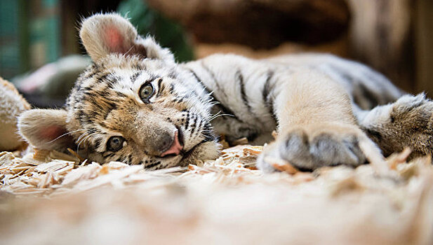 В крымском сафари-парке родились шесть амурских тигрят