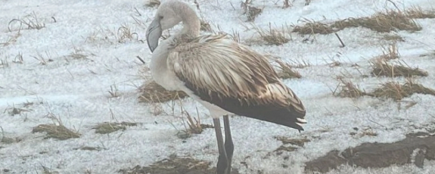 Под Новосибирском отказавшийся улетать фламинго едва не замерз в поле
