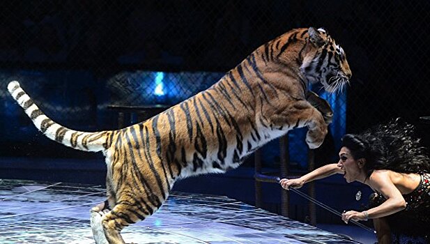 В Москве откроется Всемирный фестиваль циркового искусства "Идол"