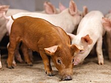 В Челябинской области снова заработает «Родниковский свинокомплекс»