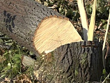 Деревянные девятиэтажки начнут строить в России