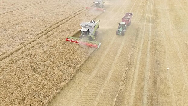 Янтарный край оказался в числе первых по показателям урожайности рапса и озимой пшеницы