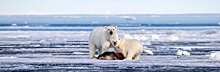 Карельский фотограф сделал уникальные фото белых медведей и побывал на месте зимовки Нансена