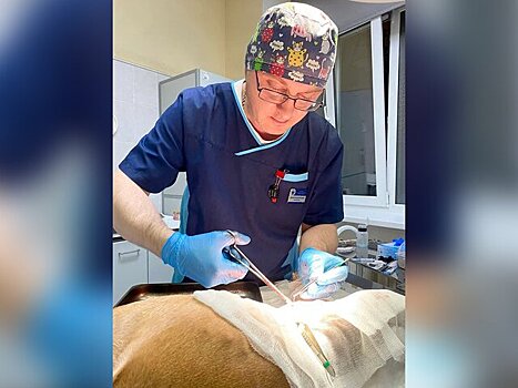 Хирург Кунцевской ветклиники спас жизнь 17-летней таксе