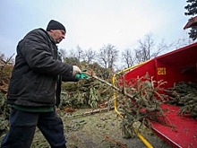 Жители Савеловского активно приняли участие в акции «Елочный круговорот»
