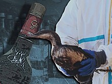 Орнитологи предупредили о смертельной опасности для птиц из-за водки, которой их лечат волонтеры в Крыму