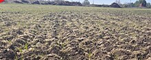 На полях Алнашского района погибло более 600 гектаров посевов
