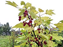 В Карелии планируют выращивать ягоды в промышленных масштабах 