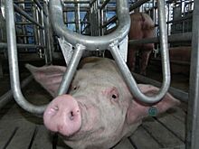 Свинокомплекс выходит боком. «Русагро-Приморье» заплатит