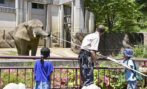 Посетители зоопарка Мориока в Японии посадили слониху на диету