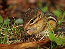 Любителей природы приглашают на экскурсию в Лианозовский заказник