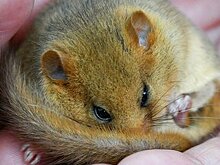 Сонь уложили спать в Московском зоопарке