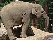 На Шри-Ланке запретили управлять слонами «подшофе»