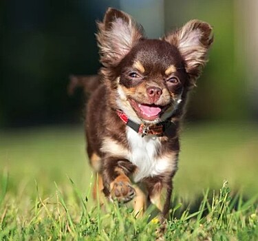 Сколько живут мальчики и девочки породы Чихуахуа