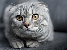 Биолог Татаренко: у здоровой кошки нос должен быть влажным, прохладным и чистым