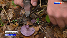 Питаться или пугаться: в подмосковных лесах растут фиолетовые грибы