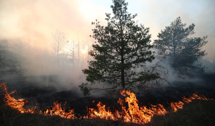 В Волгоградской области приставы взыскали ущерб от пожара в лесном фонде