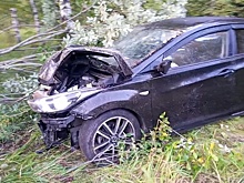 Два человека пострадали в ДТП из-за лося в Нижегородской области