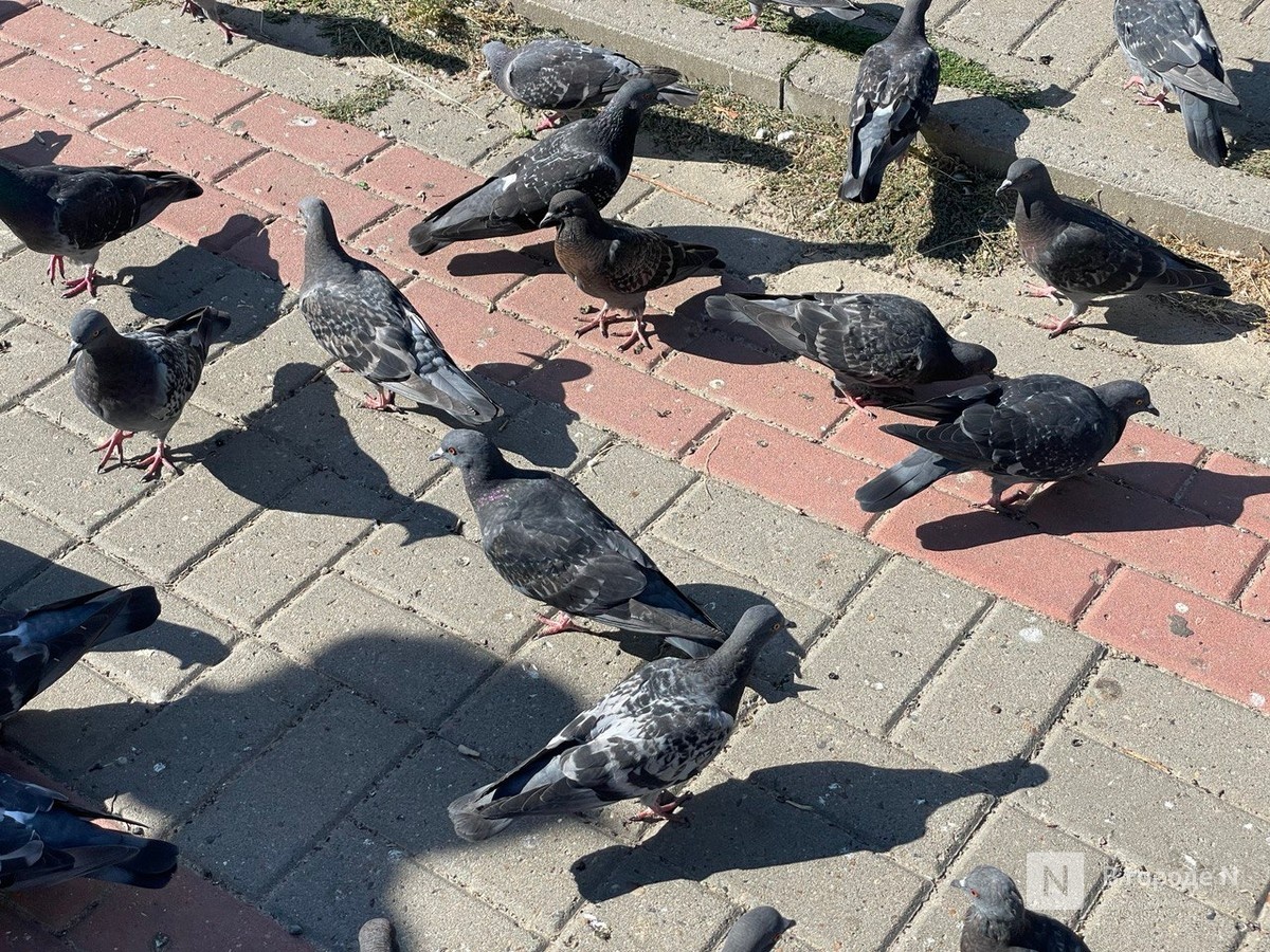 Нижегородцы пожаловались на птичий помет у мемориала на улице Бекетова