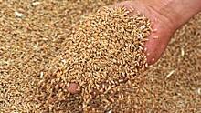Экспорт пшеницы из РФ начал расти