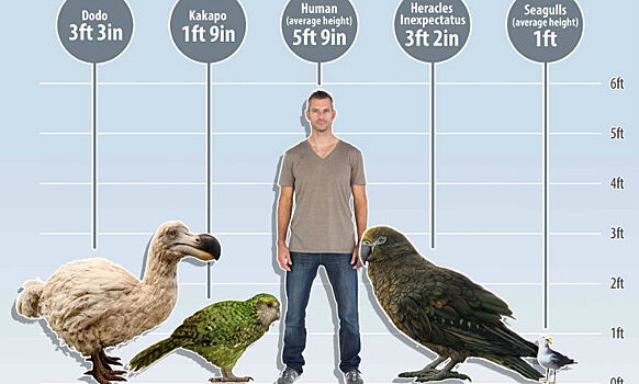 Ученые в Новой Зеландии нашли окаменелости гигантского попугая
