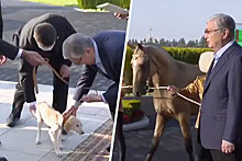 Туркменбаши подарил президенту Казахстана коня и борзую