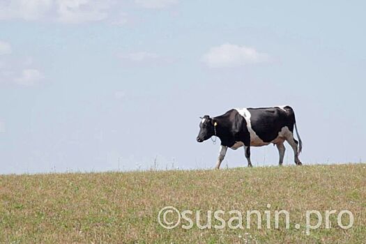 Коровы Вавожского района первыми в Удмуртии дали 100 тысяч тонн молока за год