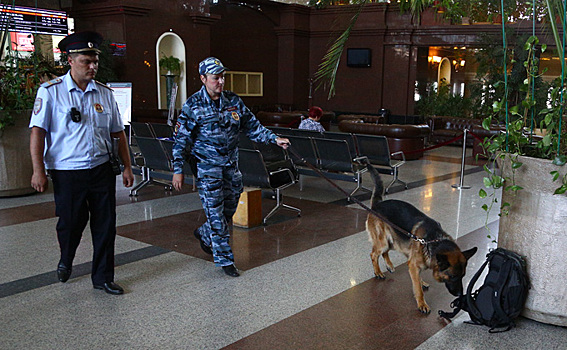 Запах взрывчатки, или Секреты четвероногих полицейских