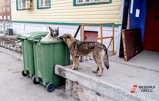 Министерство экологии Красноярского края получит 40 миллионов на отлов и содержание бездомных собак