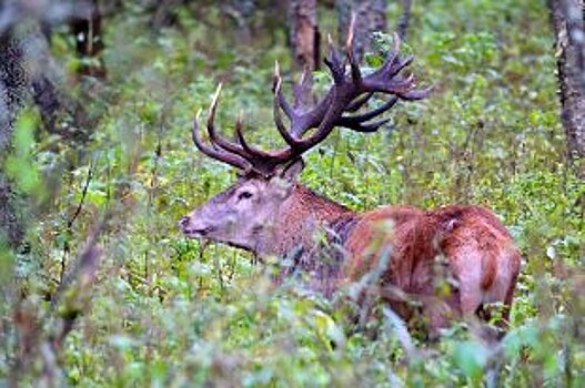 Национальная экологическая сеть формируется в Беларуси